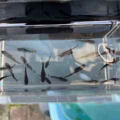 メダカ　曜変天目5匹の画像