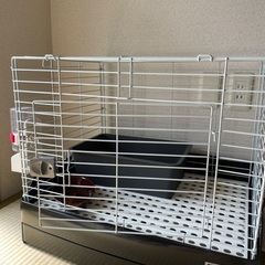 元気なうさぎ２歳女の子 - 里親募集