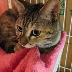 美猫💕ルリさんです。