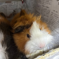 モルモット里親募集中の画像