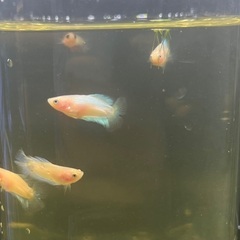 稚魚ベタ　2cm 1匹150円、100匹10,000円　「熱帯魚｣ 50匹販売達成記念‼︎値引き中の画像