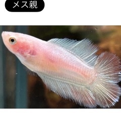 稚魚ベタ　2cm 1匹150円、100匹10,000円　「熱帯魚｣ 50匹販売達成記念‼︎値引き中の画像