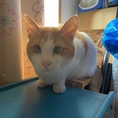 白茶オス　10/11犬猫クリニックこのはな譲渡会参加予定