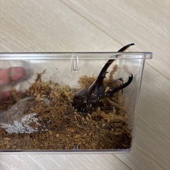 ヘラクレスオオカブト　オスの画像