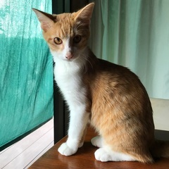 キジ白　オス　5ヶ月　可愛いです