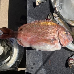 釣り友募集！！