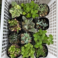 バラエティ多肉植物の画像
