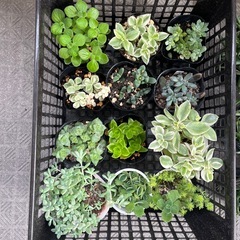 バラエティ多肉植物の画像