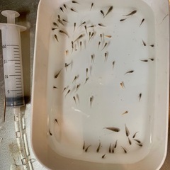 送料込み　アピストの画像