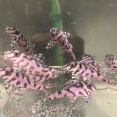 熱帯魚　キンペコ（L236)の画像