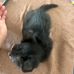 可愛い子猫の画像