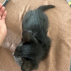 可愛い子猫の画像