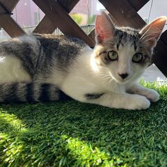 なが～いぃしっぽのキジ白子ネコ - 猫