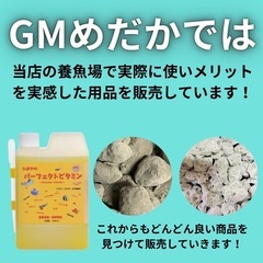 ピンクサファイア 成魚・稚魚 1匹〜販売可能！ 改良メダカ無人販売 GMめだか 3店舗で販売中！全国発送も承ります！の画像