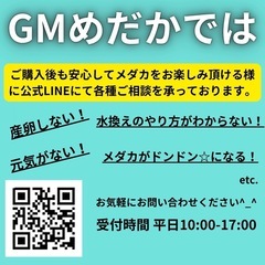 ピンクサファイア 成魚・稚魚 1匹〜販売可能！ 改良メダカ無人販売 GMめだか 3店舗で販売中！全国発送も承ります！の画像