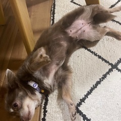募集です。