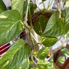 ポトス　観葉植物の画像