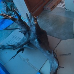 大きな木の飾り
の画像