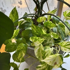 モンステラ寄せ植えの画像