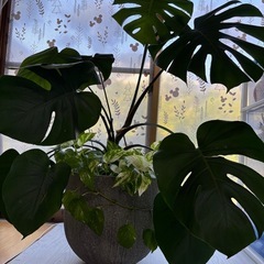 モンステラ寄せ植えの画像