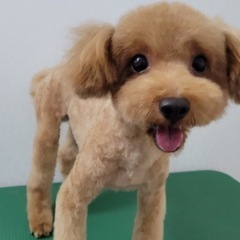 トイプードル　男の子
