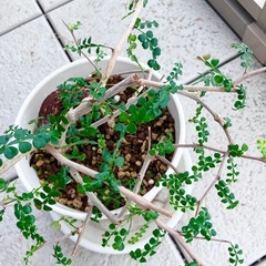 オペルクリカリア　デカリー　の画像