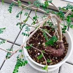 オペルクリカリア　デカリー　の画像