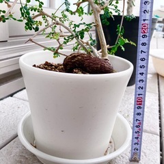 オペルクリカリア　デカリー　の画像