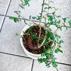 オペルクリカリア　デカリー　の画像