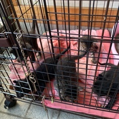 農機具小屋で野良猫保護しました