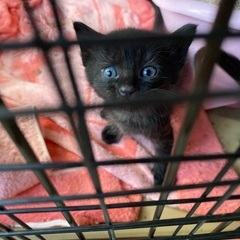 農機具小屋で野良猫保護しました - 九戸郡