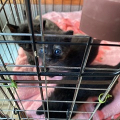 農機具小屋で野良猫保護しました - 猫