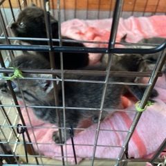 農機具小屋で野良猫保護しました − 岩手県