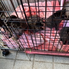 農機具小屋で野良猫保護しました - 里親募集