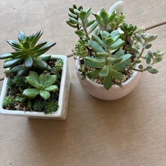 多肉寄せ植えセットの画像