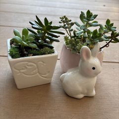 多肉寄せ植えセットの画像