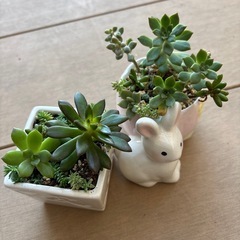 多肉寄せ植えセット