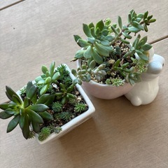 多肉寄せ植えセットの画像