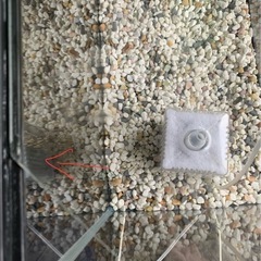 GEXデュアルクリーン600水槽セット の画像