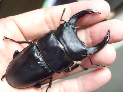 大型血統！能勢産オオクワガタ ♂78.8ミリ ♀52ミリ ペア