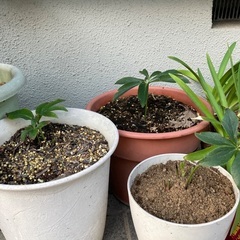 紫陽花　クリスマスローズ　花の液体肥料他の画像