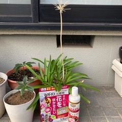 紫陽花　クリスマスローズ　花の液体肥料他の画像