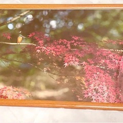カワセミ メス成鳥 紅葉 紅葉 4k写真 額縁付きの画像