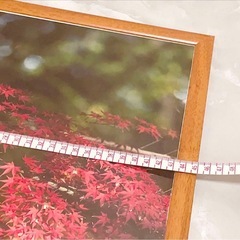 カワセミ メス成鳥 紅葉 紅葉 4k写真 額縁付きの画像