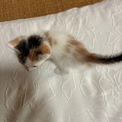 里親さん募集