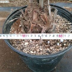 ココスヤシ幹経11センチの画像