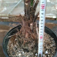 ココスヤシ幹経11センチの画像