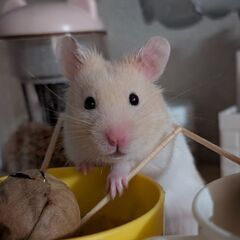 キンクマ×ゴールデン（クリームバンデット）のベビたち 性別…