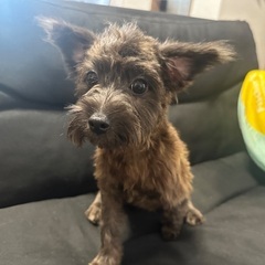とっても元気なチワプー女の子🐶