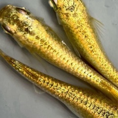 10月5日(日)吉田公園でらんちゅう、めだか(MIX)の展示＆即売会開催！ - 榛原郡